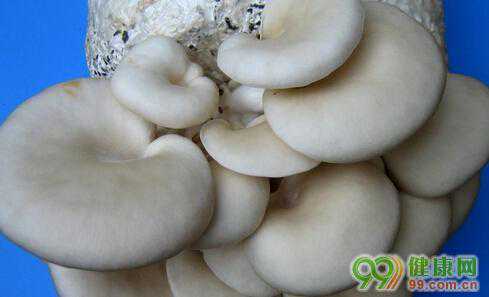 供卵生小孩:孕妇可以吃平菇吗